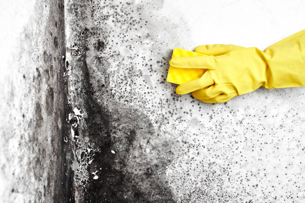 Best Mold Removal for HVAC Installations  in Petersburg, IL