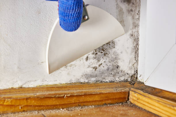 Best Dehumidification Services  in Petersburg, IL